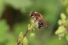 Andrena sp.